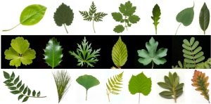 Leaves come in many shapes and sizes, but all follow a similar set of rules. Credit: wikicommons