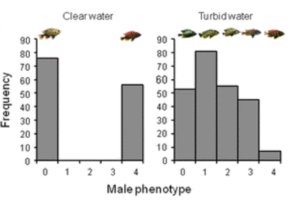 These graphs show male colouration of cichlid fishes in Lake Victoria. In clear water (left graph) there are two different male colourations that correspond to two different species of cichlid (the different colours will not mate with one another). In cloudy water (right graph) the species pair breaks down and becomes one species with several different colour morphs (all colour morphs will mate with one another). This shows how water cloudiness can affect species evolution. Source: Sluijs et al 2011, Evolutionary Ecology.